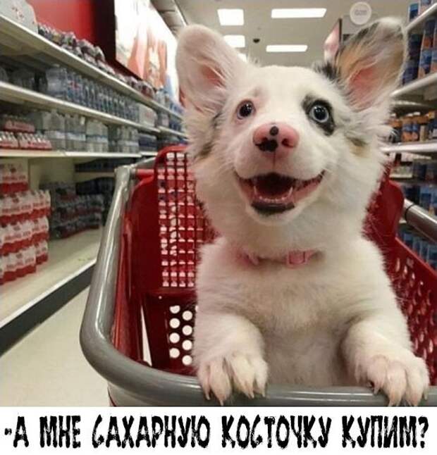 А мне кексик ) А мне кексик )