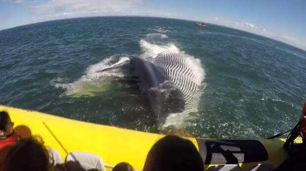 Как гигантский кит напугал туристов в Канаде животные, канада, кит, лодка