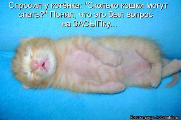 Котоматрицы(картинки с надписями)