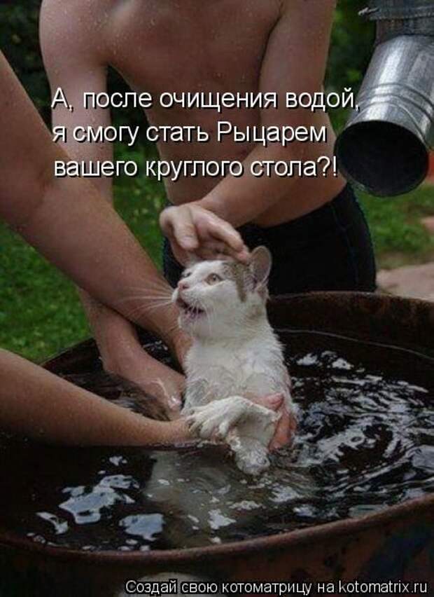 Лучшие котоматрицы недели