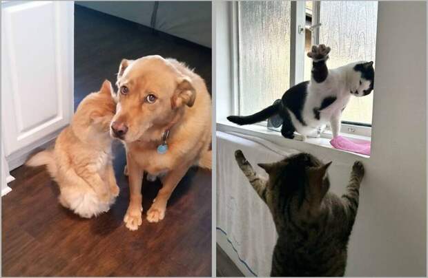 15 доказательств того, что питомцы умеют испытывать весь спектр эмоций 