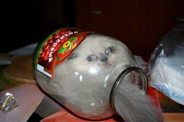 Коты в жидкой форме