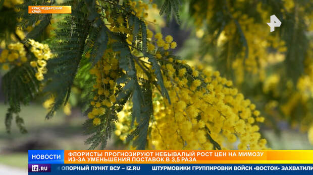 Символ весны под угрозой: флористы прогнозируют небывалый рост цен на мимозу