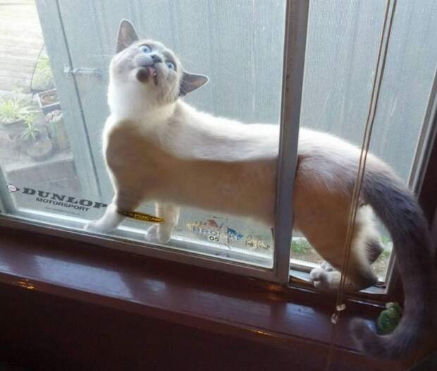 Животные, которые обожают подсматривать