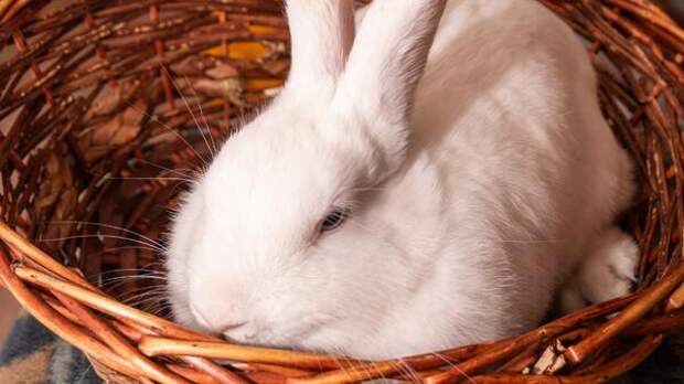 Топ-5 лайфхаков по содержанию кроликов: маленькие хитрости и важные советы
