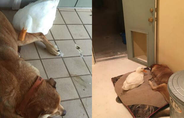 Дональду Даку и не снилось: утка-пришелец спасла тоскующего пса в годовщину смерти его подруги