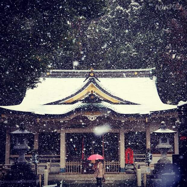 Tokyo First Snow In November 2016