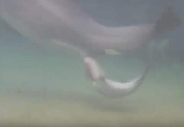 Первое мгновение видео, животные, рождение дельфина