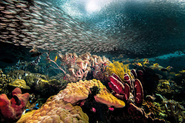 Подводный мир и косяк сардин, Себу, Филиппины