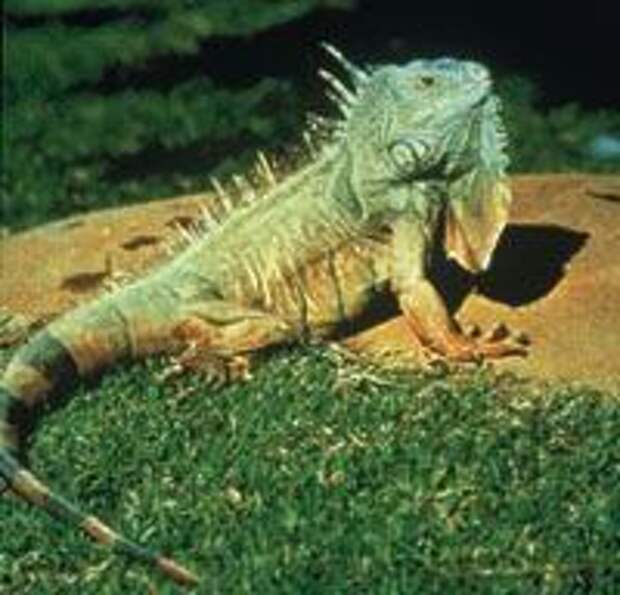 http://www.ekzotika.com/ekzotika_img/terra/greeniguana.jpg