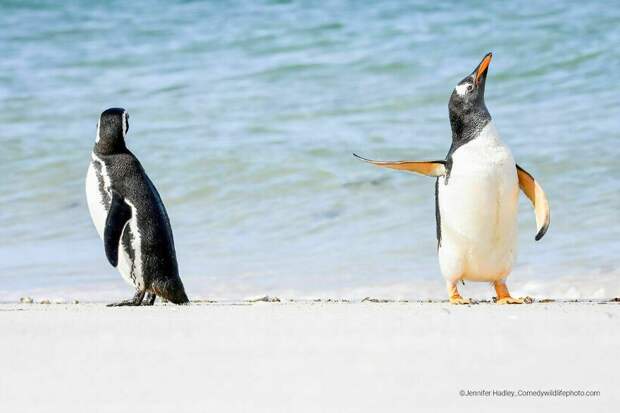 Блог - Финальная гонка будет жаркой: 12 смехотворных ситуаций Comedy Wildlife Photo Awards Финальная гонка будет жаркой: 12 смехотворных ситуаций Comedy Wildlife Photo Awards