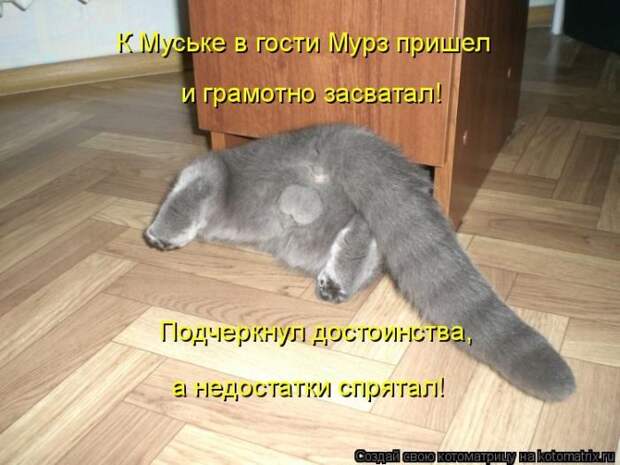 Кошатина да псятинка позитивная, этакая забавная, с надписями, очень много на выходные