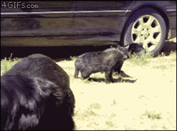 разное, животные