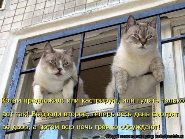 Лучшие котоматрицы недели (50 фото)