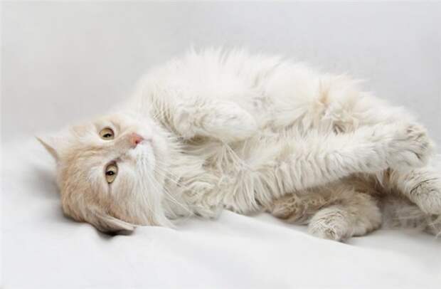 Персидский кот