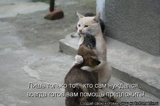 Лучшие котоматрицы недели (50 фото)