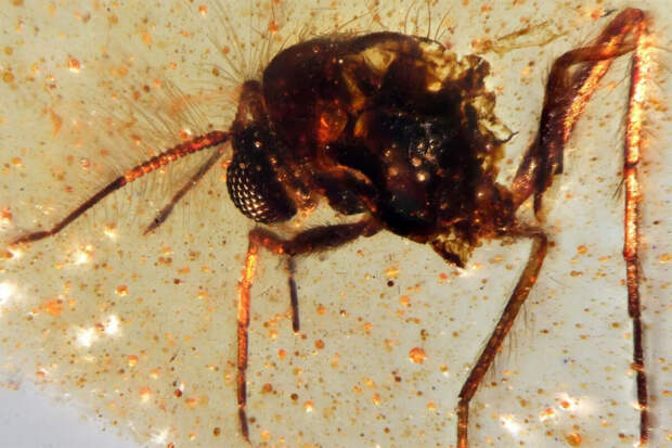 Nature: особенность скелета гигантских древних насекомых ускорили их вымирание