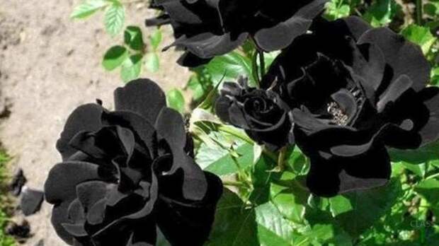 Чёрные цветы в саду