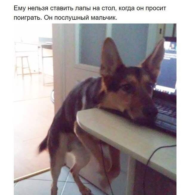 Собаки, которые поняли эту жизнь Собака, хитрые твари, длиннопост