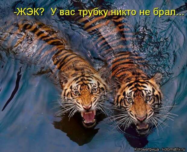 Лучшие котоматрицы недели (50 фото)