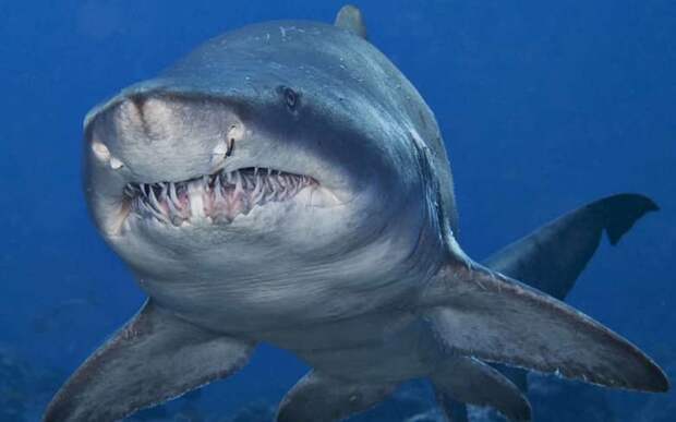 6. Тупорылая акула животные, мир, опасность