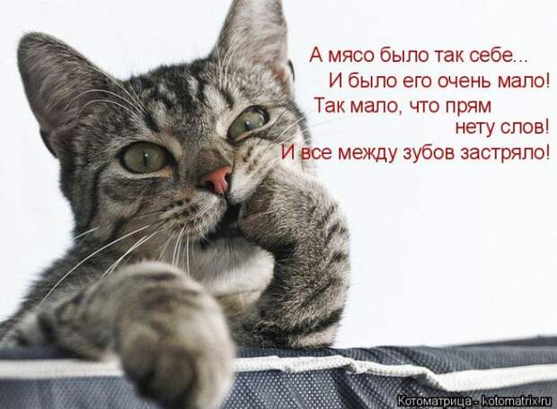 Лучшие котоматрицы недели (50 фото)