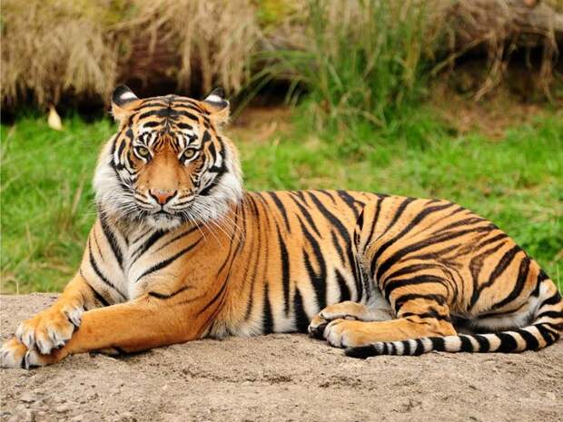 7. Тигр вид, вымирание, животные