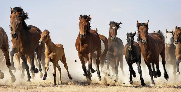 Tim Flah Грация прекрасных лошадей в фотопроекте Equus