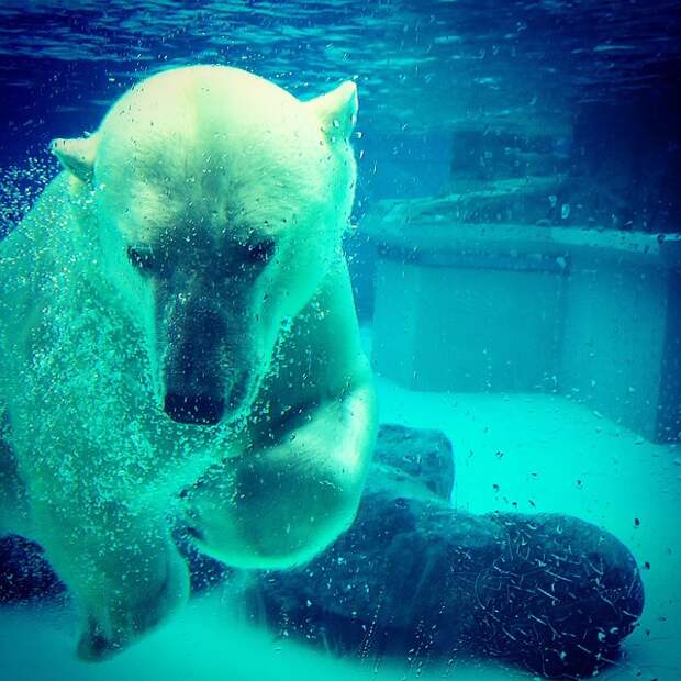 Интересные факты о белом медведе белый медведь, перспективы выживания, происхождение