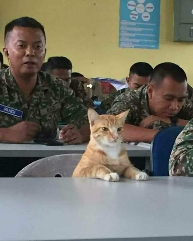 Котики, которые так и притягивают внимание к себе Котики, которые так и притягивают внимание к себе