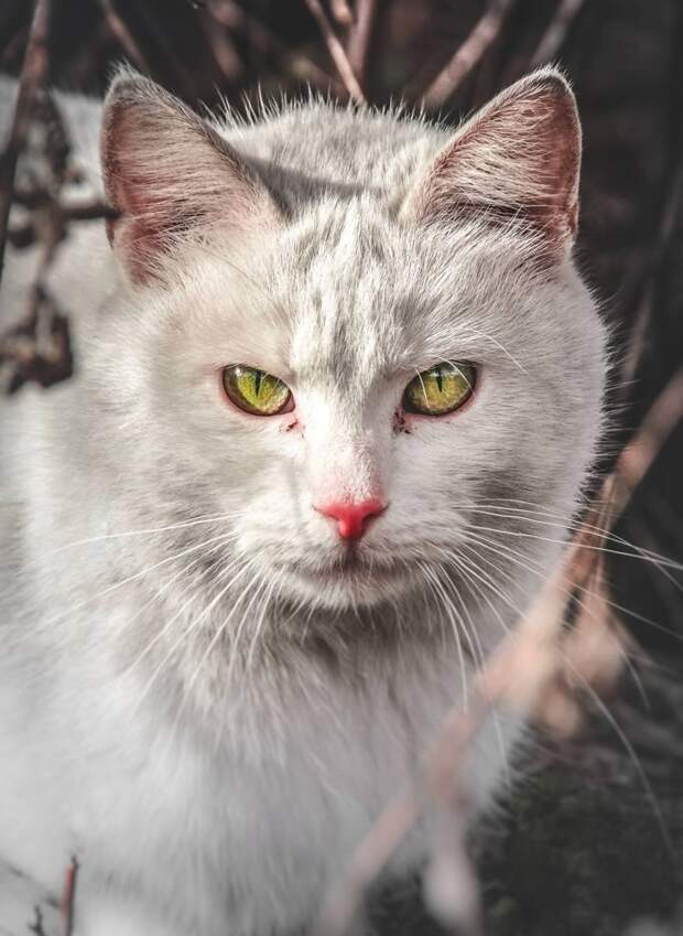 10. животные, кошка, портрет