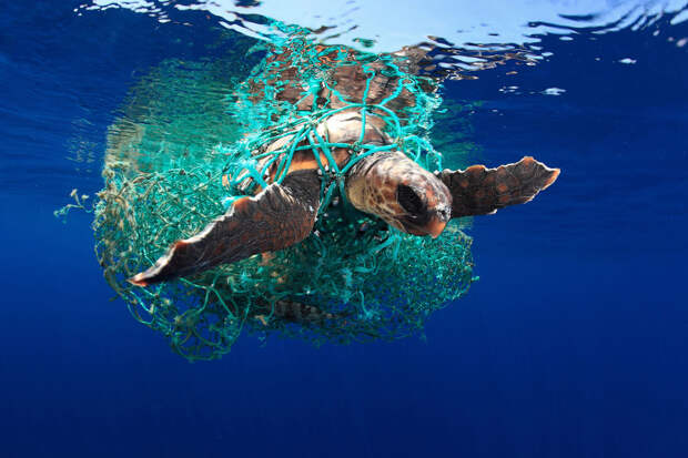 Головастая морская черепаха — вид морских черепах
