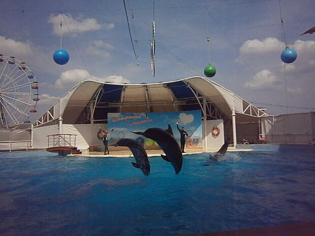 Потом был дельфинарий в Коктебеле: Отпуск же!, крым.