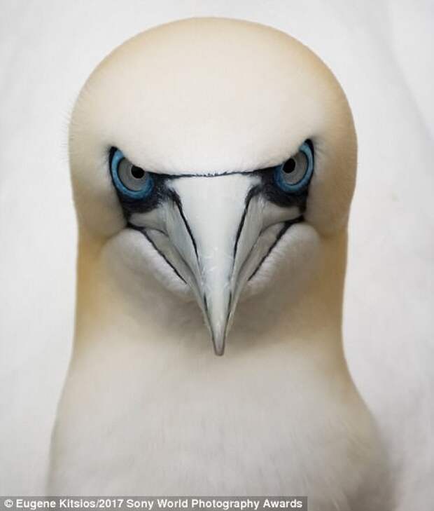 Северная олуша - морская птица, живущая на побережье Шотландии искусство, конкурс, красота, фото