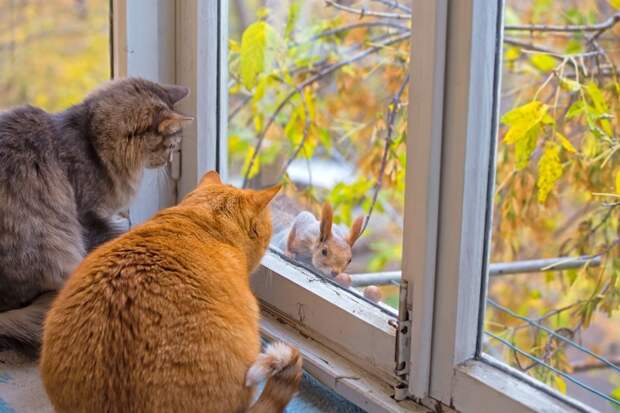 Просто котики коты, юмор