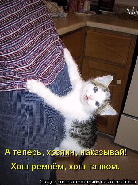 Лучшие котоматрицы недели
