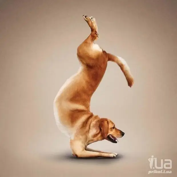 Йога для животных от фотографа Дэна Борриса