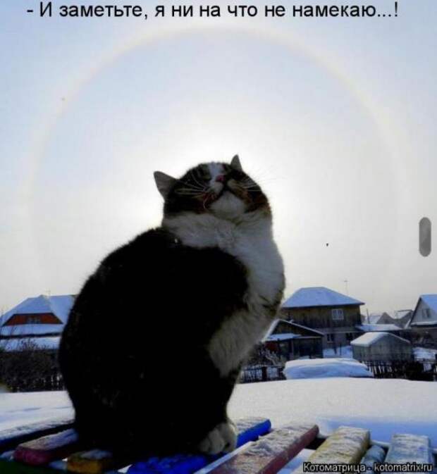 Котоматрицы(картинки с надписями)
