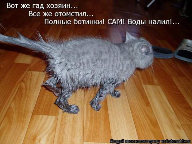 Лучшие котоматрицы недели (50 фото)