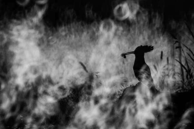 Победители фотоконкурса Bird Photographer of the Year 2020