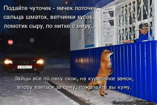 Лучшие котоматрицы недели (50 фото)