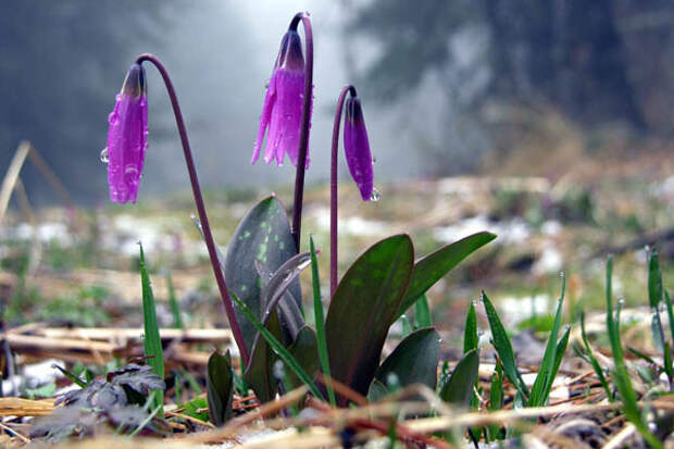 fbf3ebe5d30c (600x400, 81Kb)