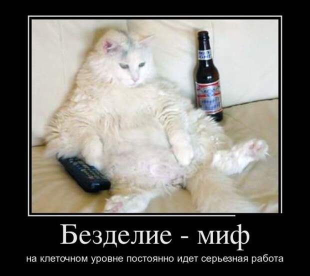 Демотиваторы (30 фото)