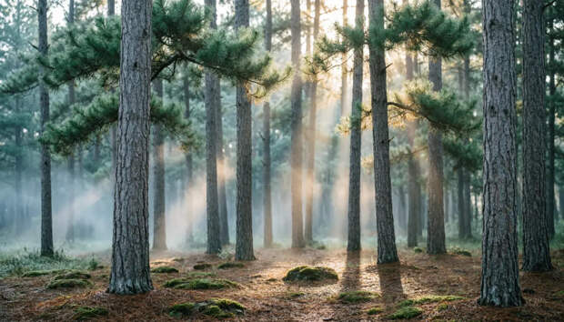 Хотят пустить нацпарки под нож: В Госдуме приняли 1 чтении спорный закон