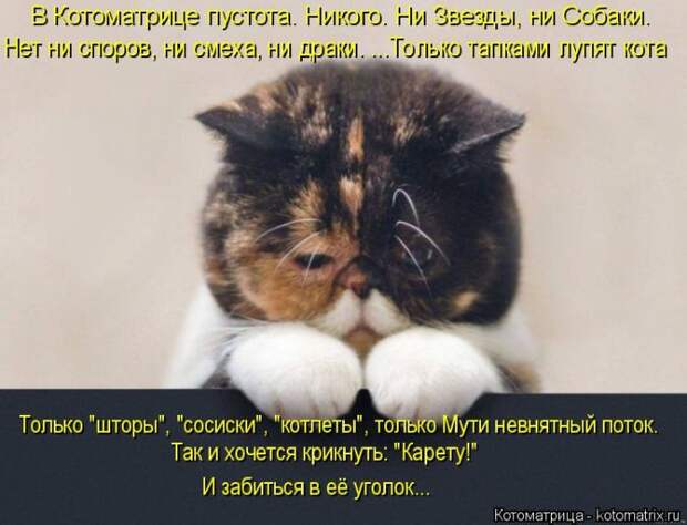 Лучшие котоматрицы недели (50 фото)