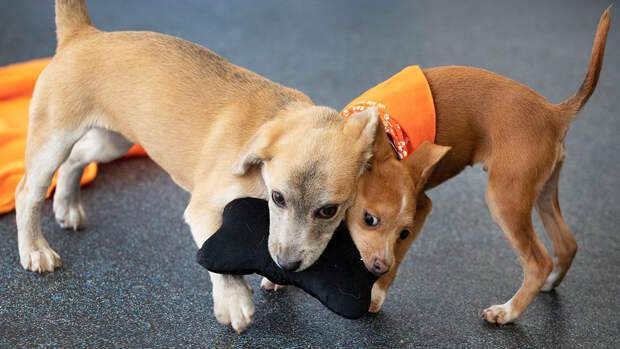 Зоопсихолог Волков: знакомить домашних животных лучше в формате игры