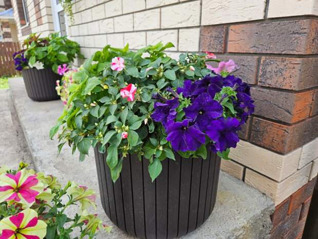 В кашпо получилась сборная солянка, но и она красивая