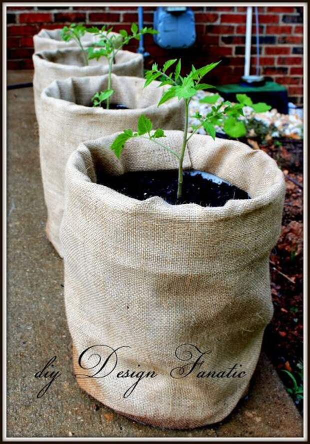 Grow Tomatoes In 5 Gallon Buckets  Next year I'll wrap my buckets in burlap it looks so much nicer than the unsightly blaze orange Home Depot buckets.: 