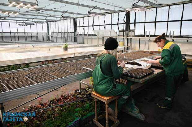В теплицах Симферополя сеют однолетние цветы, которые украсят город этой весной