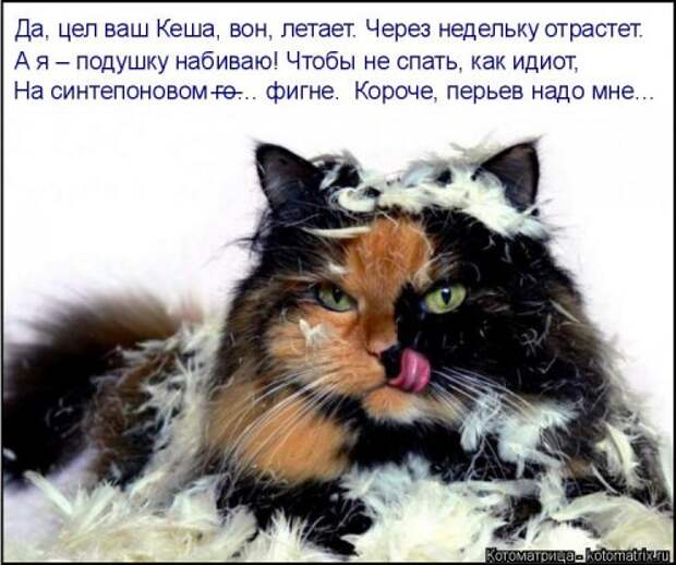 Новая котоматрица (39 фото)